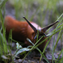 Slug